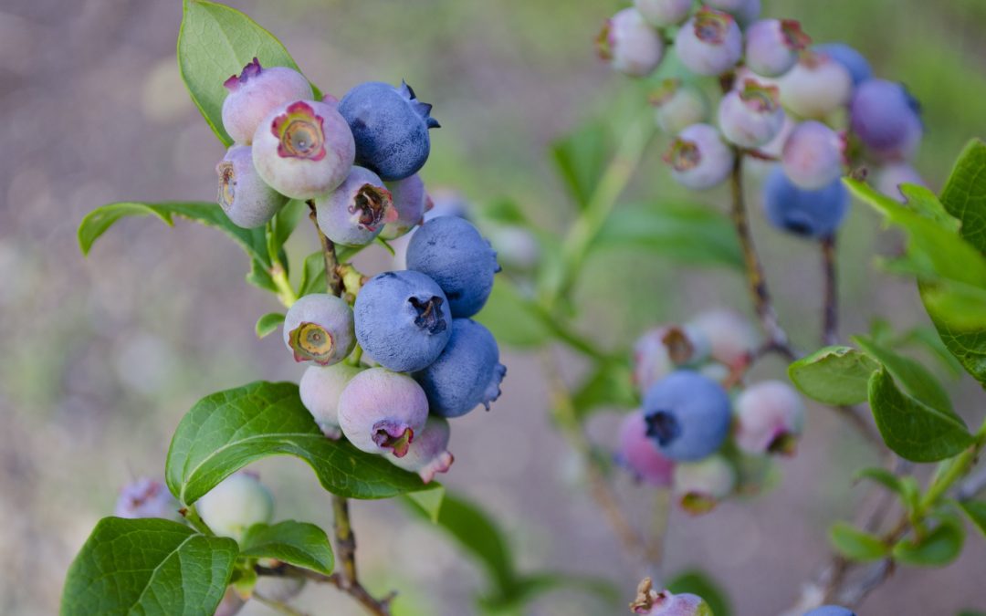 Blueberries