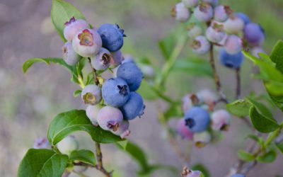 Blueberries