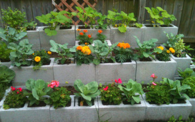 Cinder Block Gardening