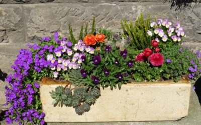 Container Gardening