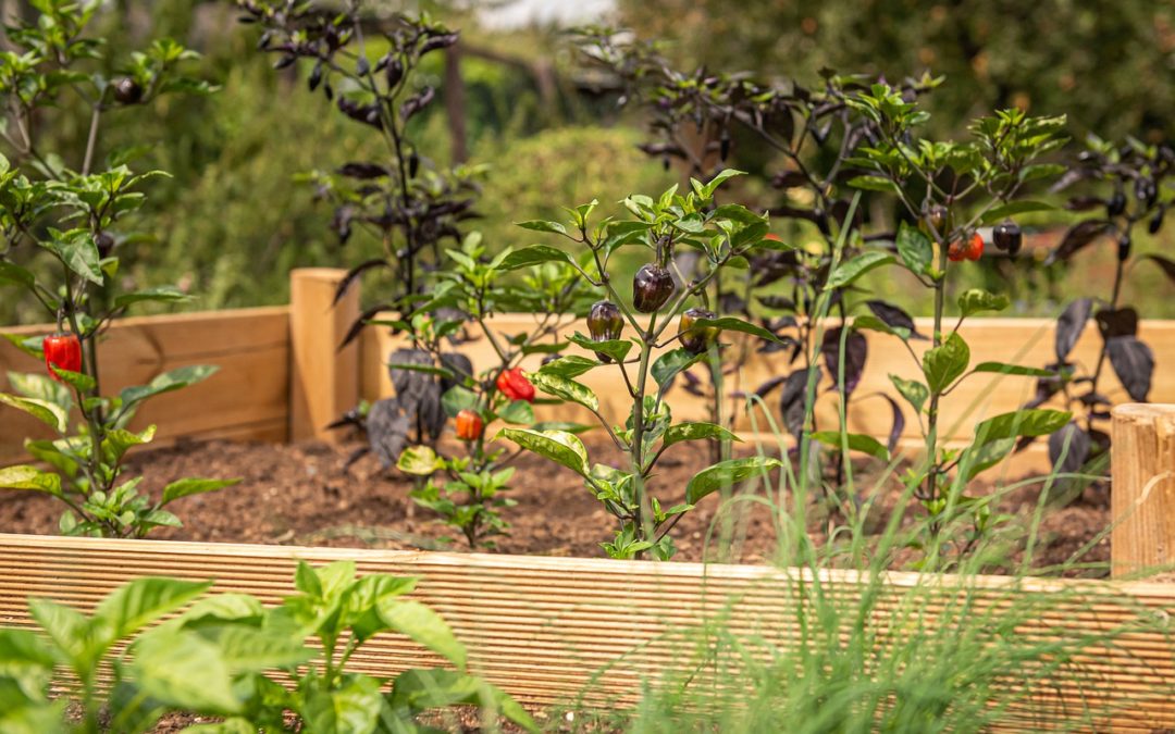 Square Foot Gardening