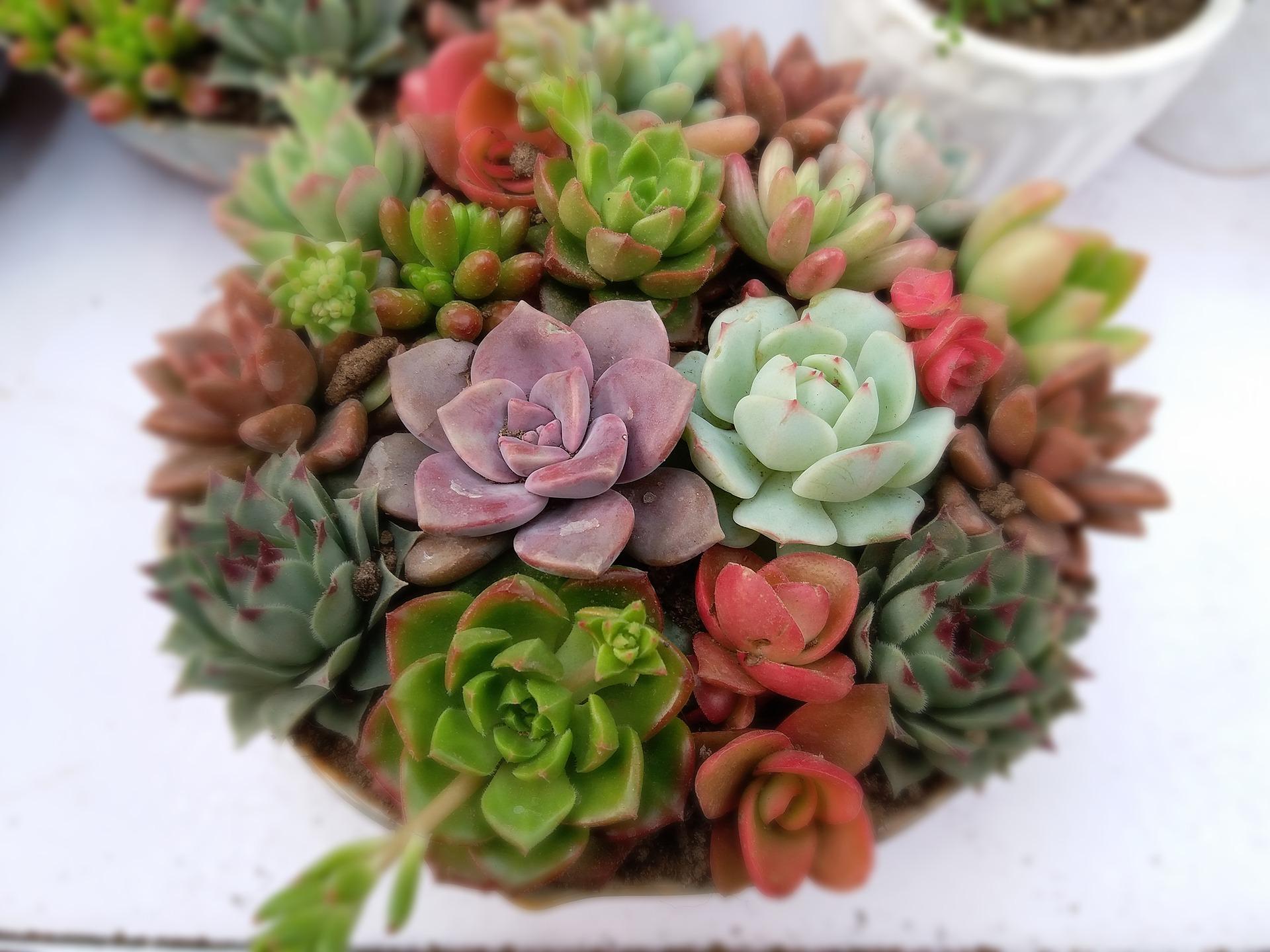 Build Your Own Succulent Container Garden Class