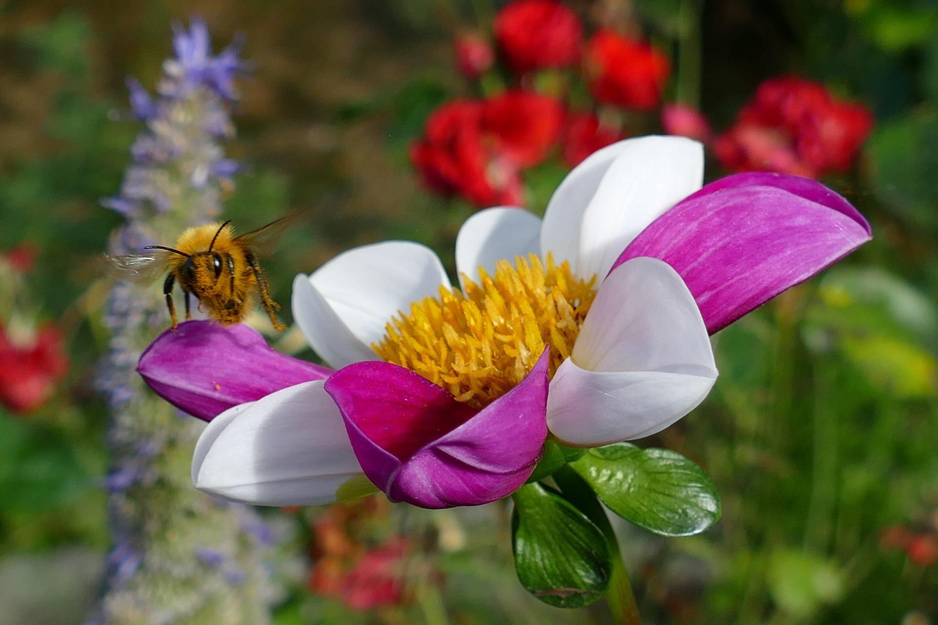Build Your Own Pollinator Container Garden