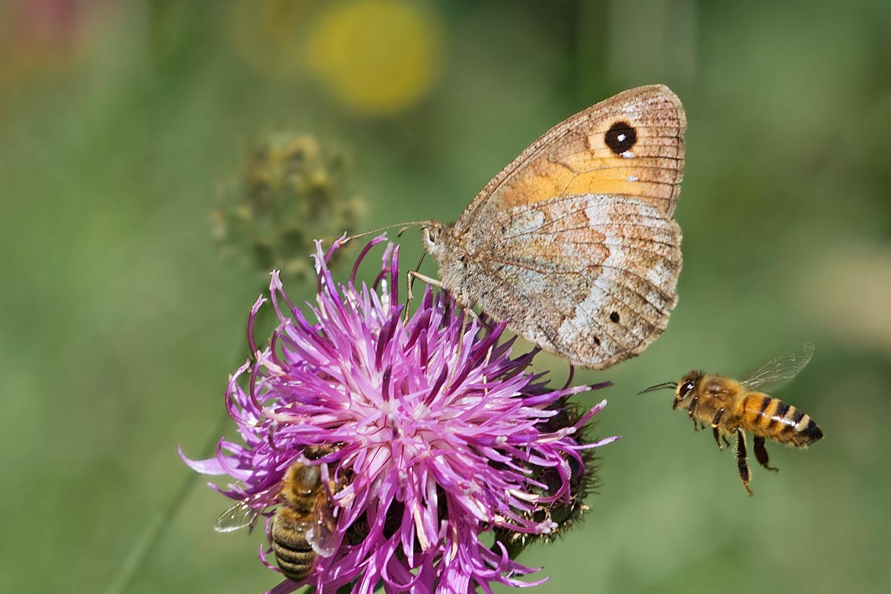 Catch a Buzz – Pollinator Container Garden Class