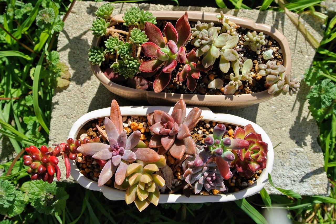 Suc Up the Summer Heat – Succulent Container Garden Class