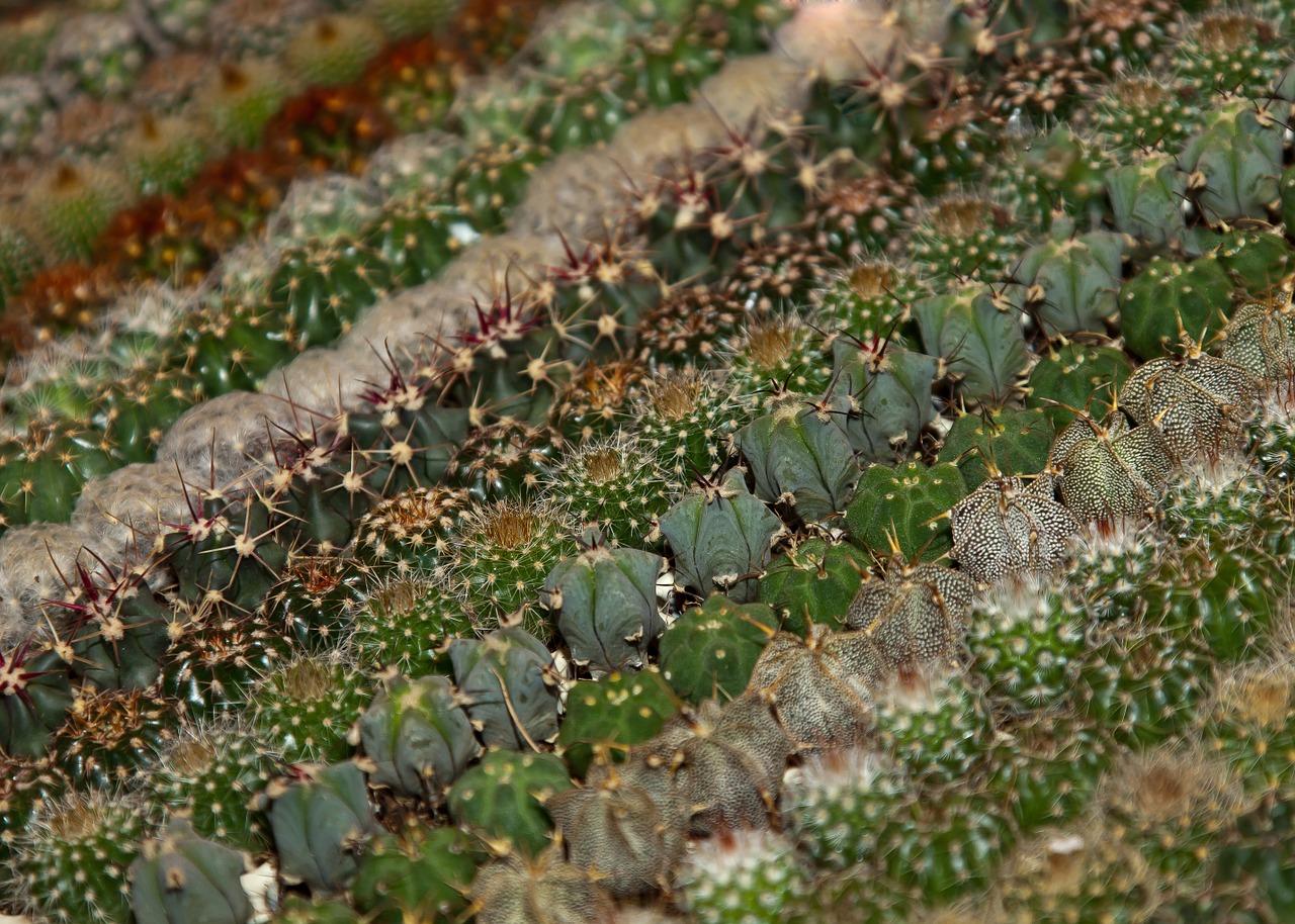 Pretty & Prickly Cactus Container Garden Class