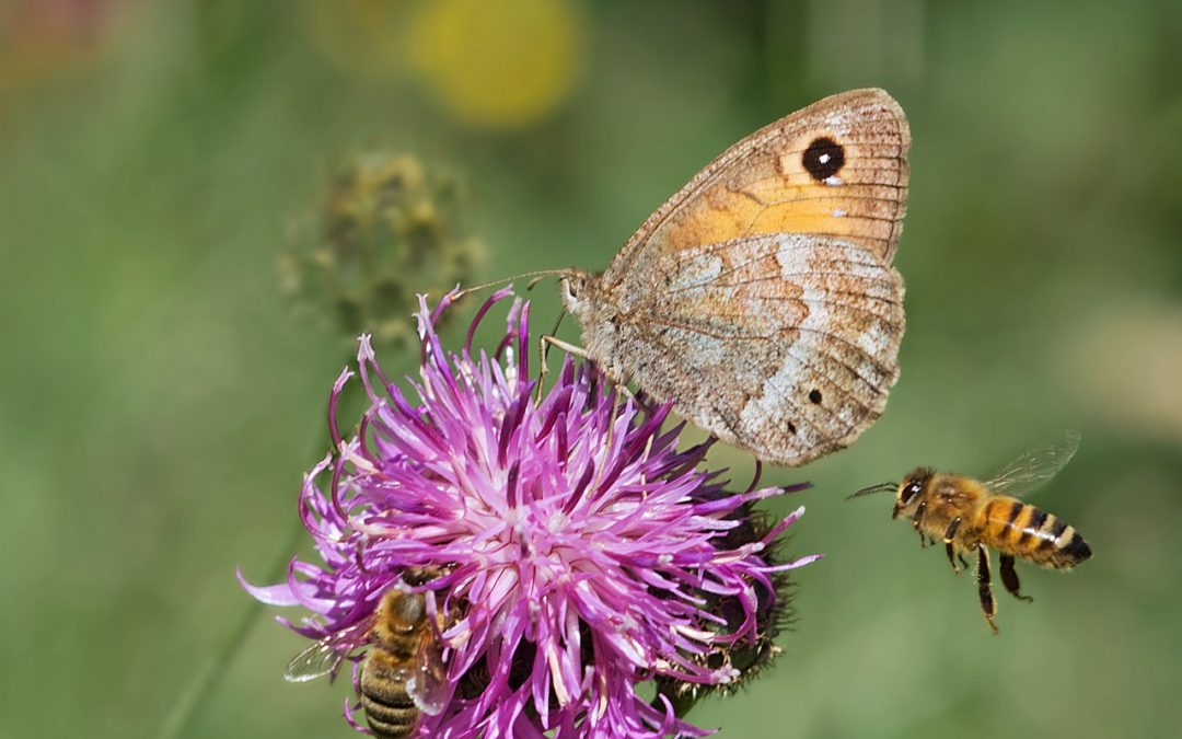 Attracting Pollinators