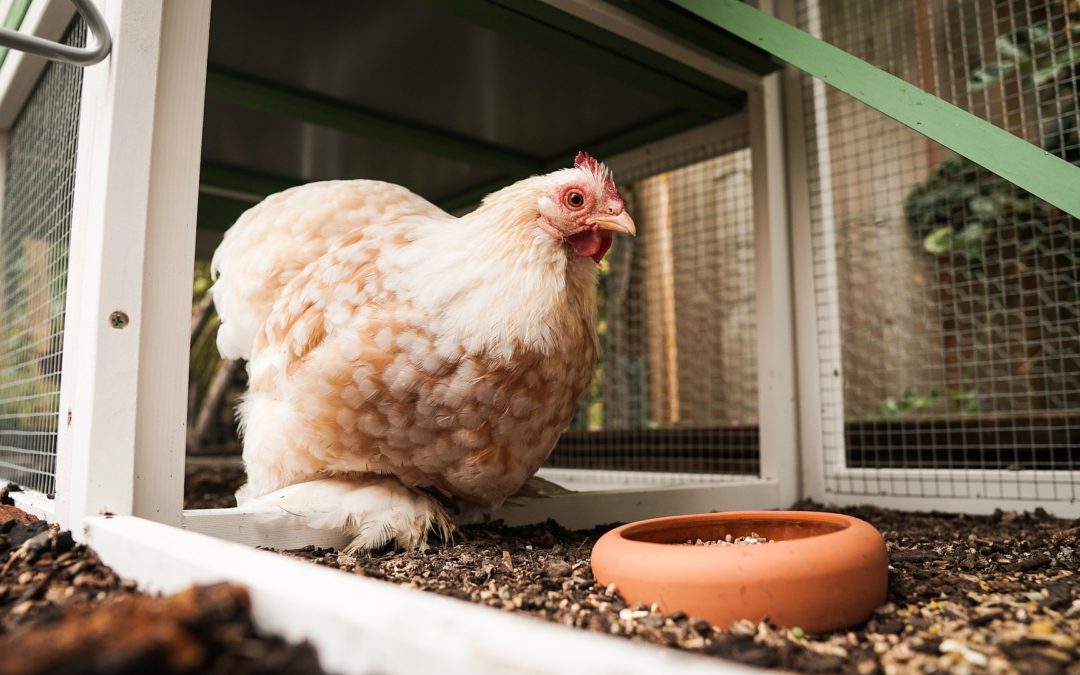 Raising Chickens