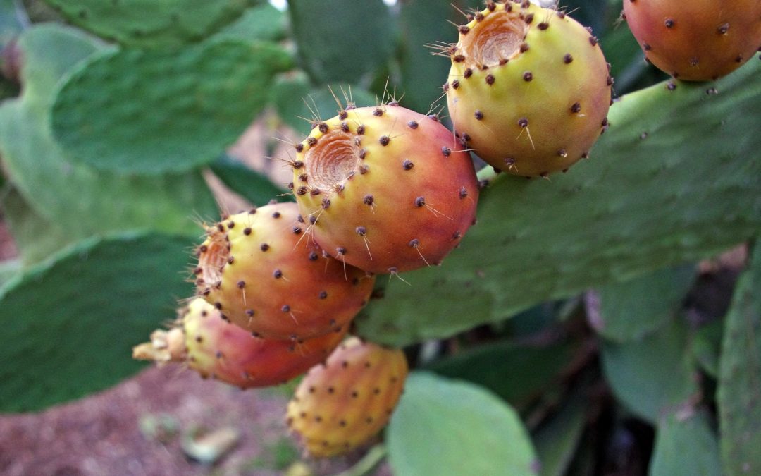 Prickly Pear Cactus