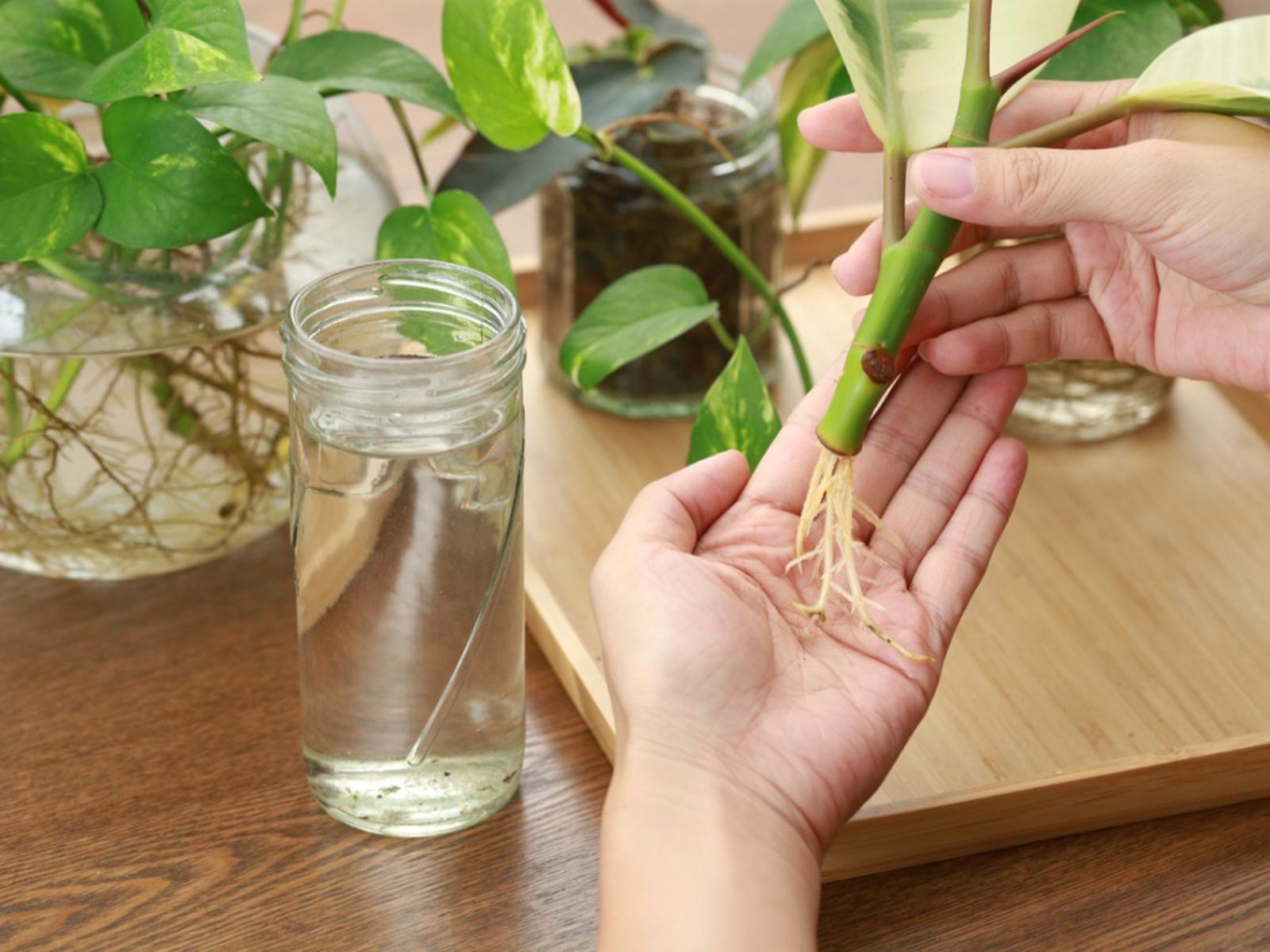Learn How to Propagate and Grow From Seeds!