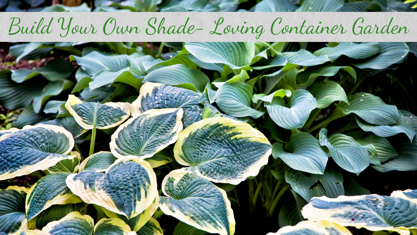 Build Your Own Shade-Loving Container Garden Class