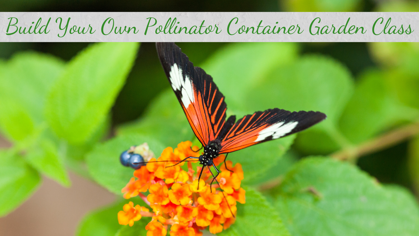 Build Your Own Pollinator Container Garden Class