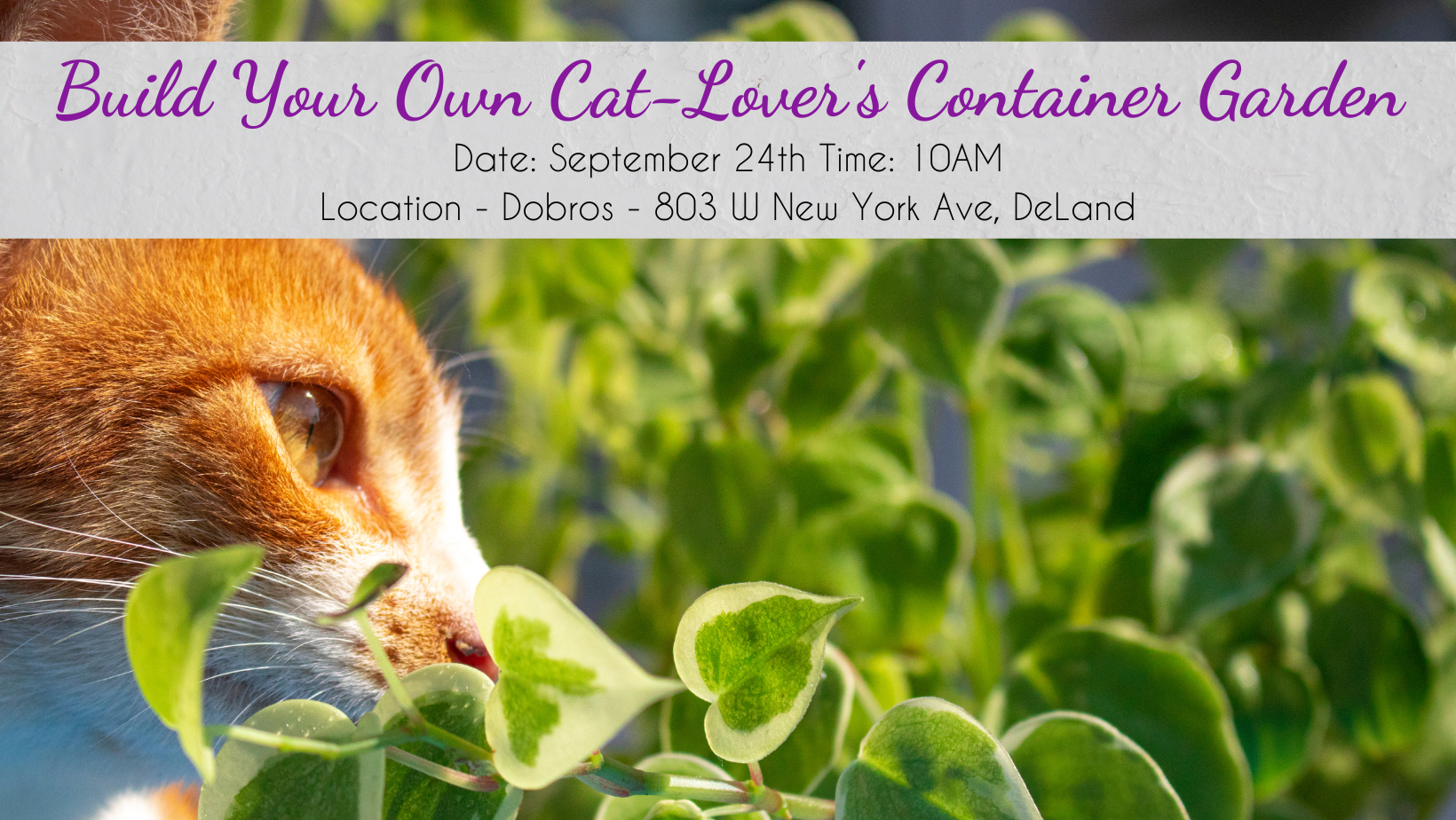 Build Your Own Cat-Lover’s Container Garden Class