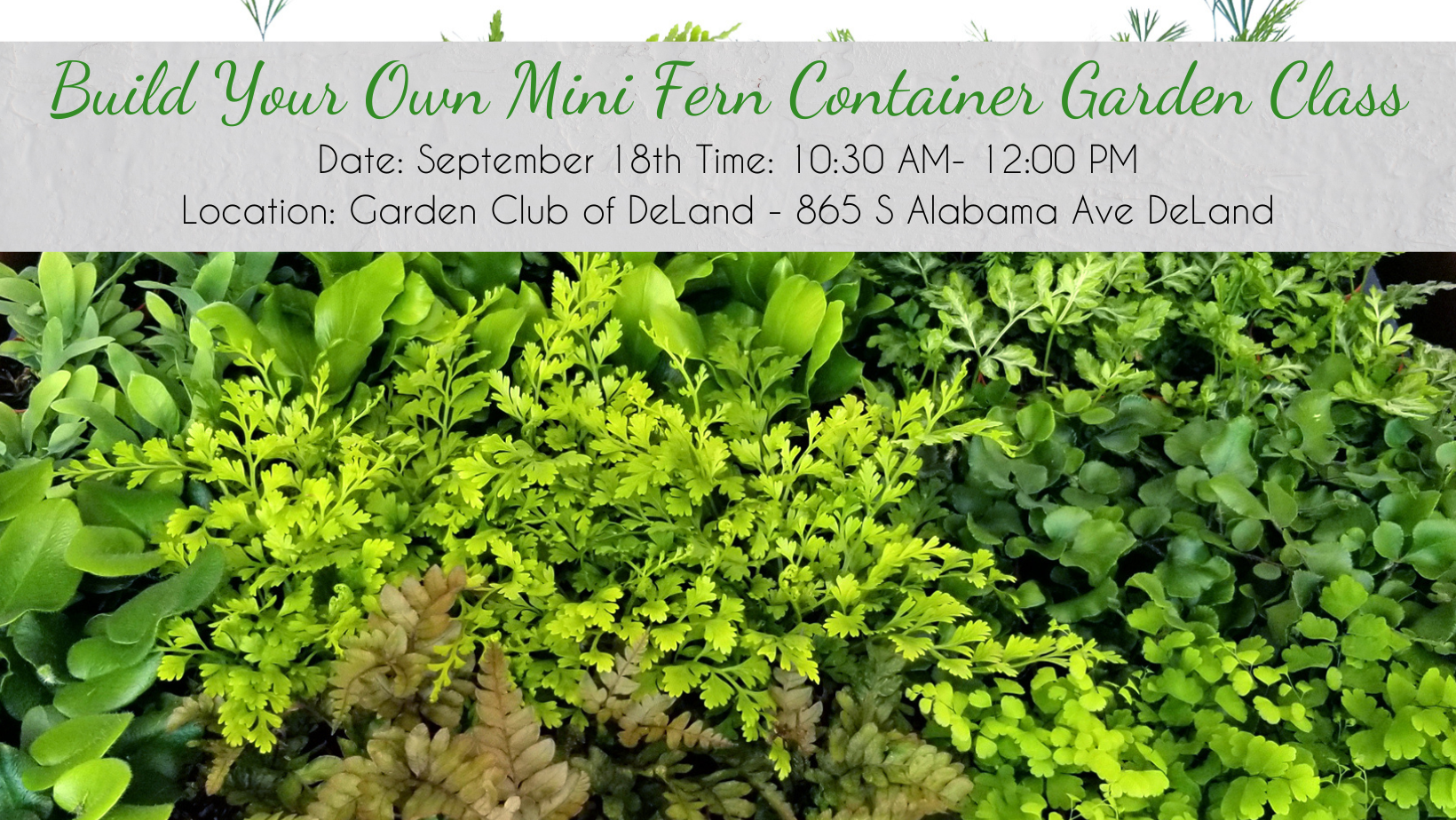 Build Your Own Mini Fern Container Garden Class