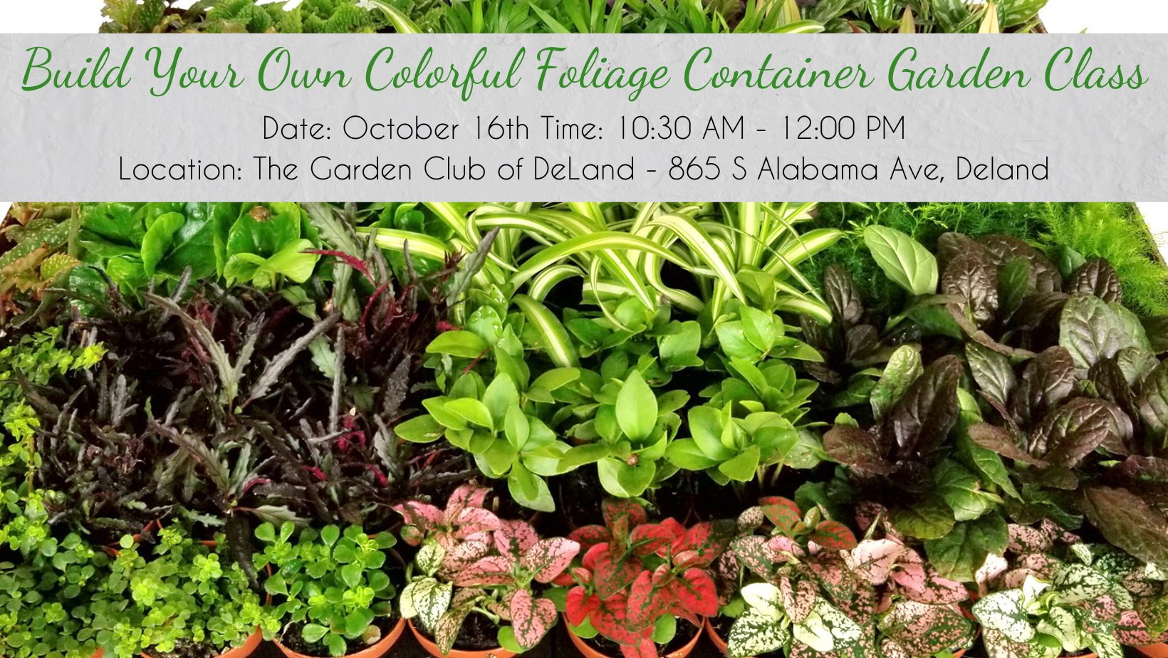 Build Your Own Colorful Foliage Container Garden Class