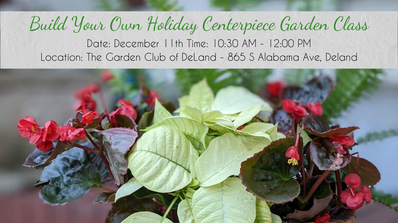 Build Your Own Holiday Centerpiece Garden Class