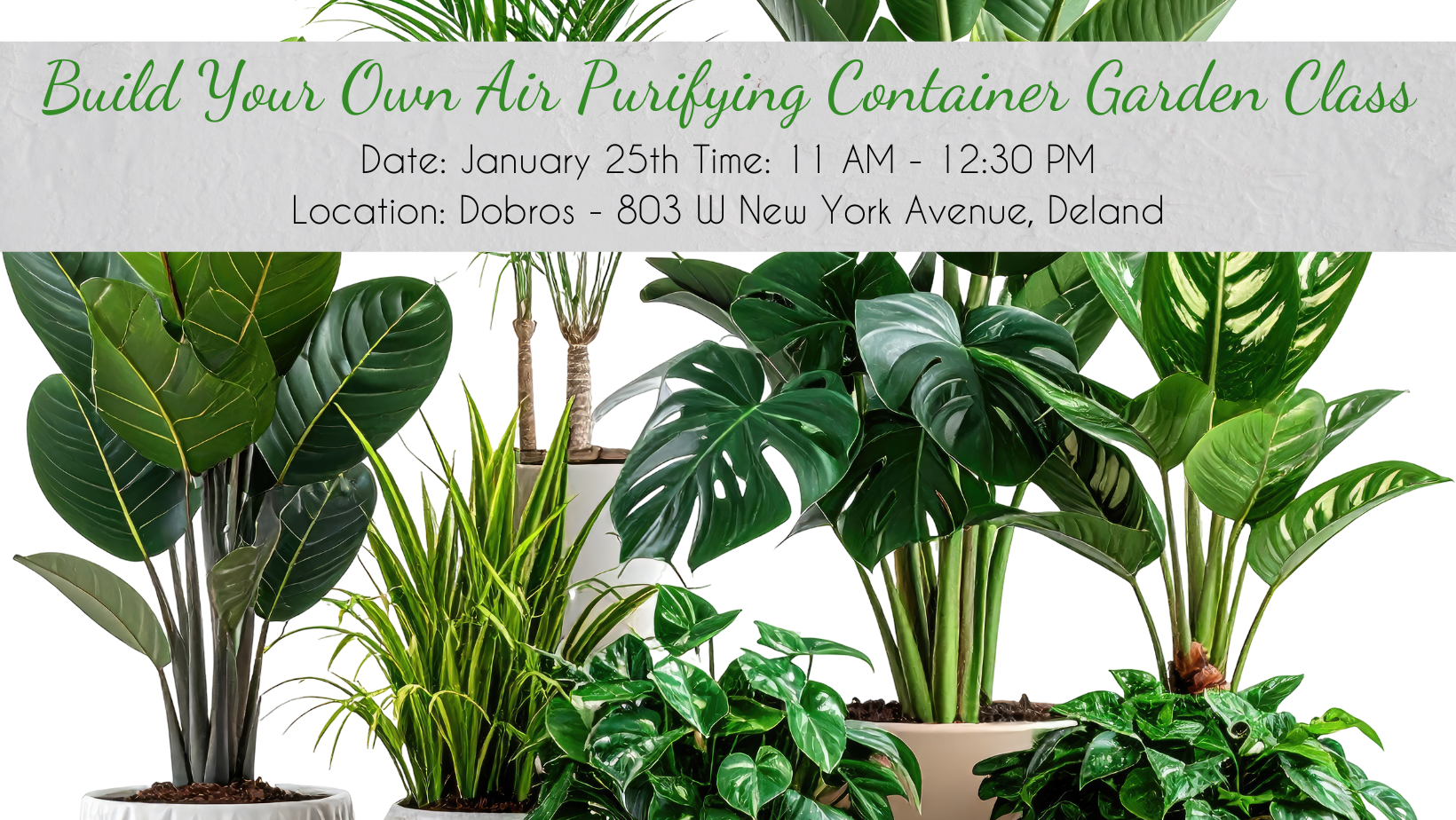 Build Your Own Air Purifying Container Garden Class